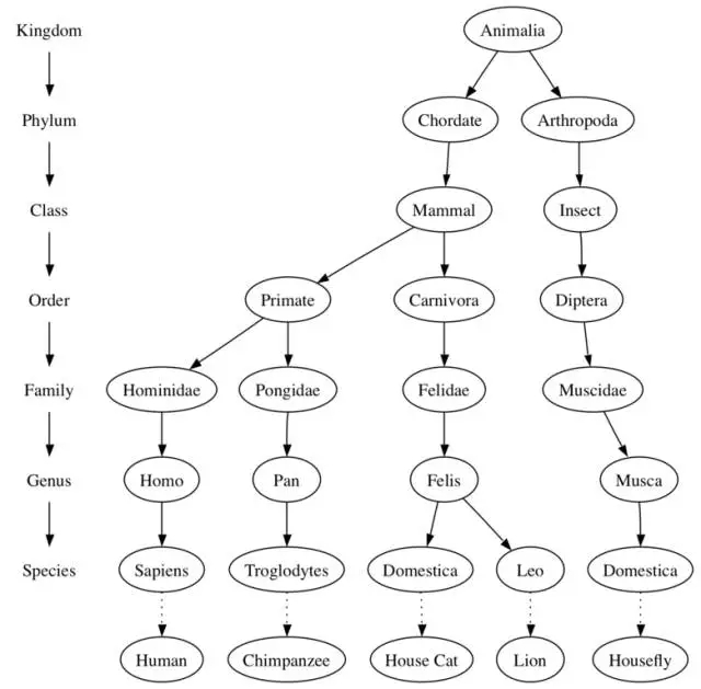 工具 | Python數(shù)據(jù)結(jié)構(gòu)：樹(shù)的基本概念