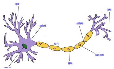 深入淺出|深度學(xué)習(xí)算法之BP神經(jīng)網(wǎng)絡(luò) 詳細(xì)公式推導(dǎo)